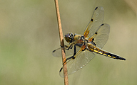 Four-spotted Chaser (Libellula quadrimaculata)